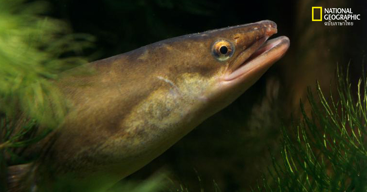 ปลาไหลยุโรป