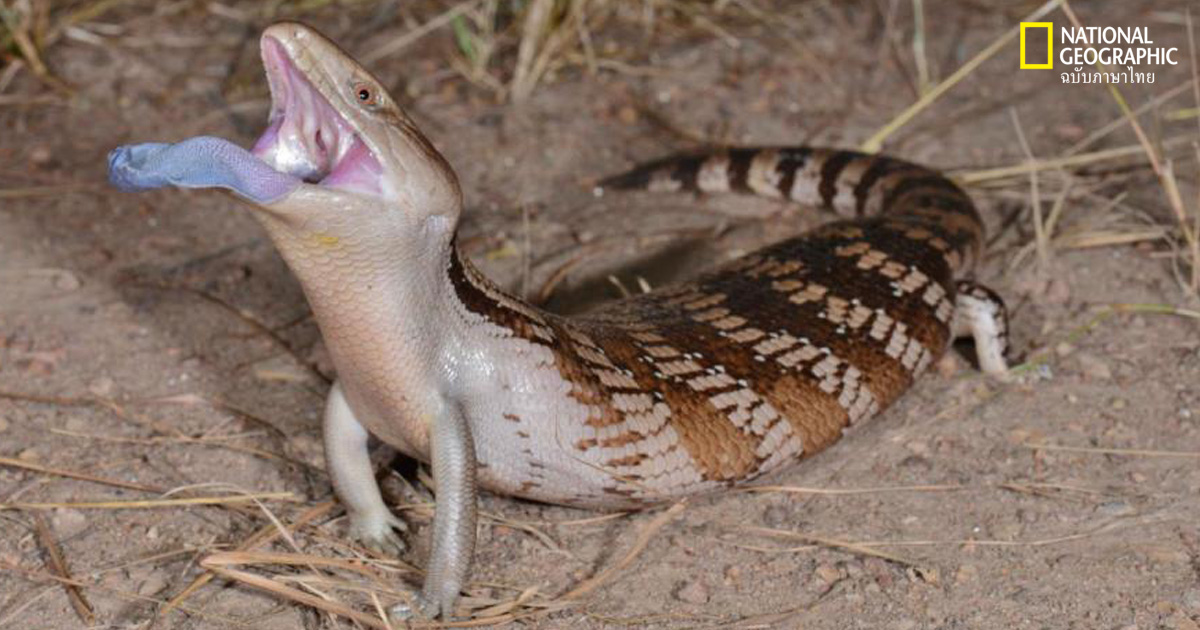 จิ้งเหลนบลูทั้งค์