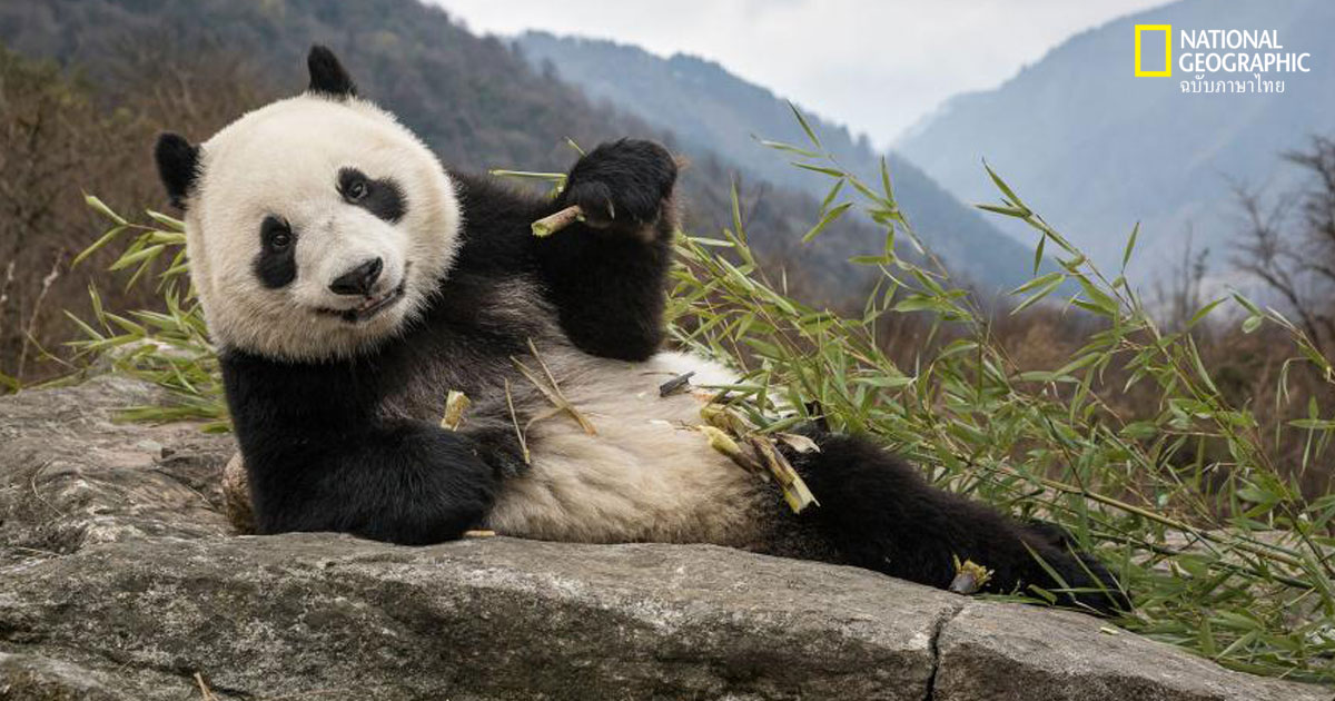 ฟอสซิลญาติแพนด้าอายุ 22,000 ปี