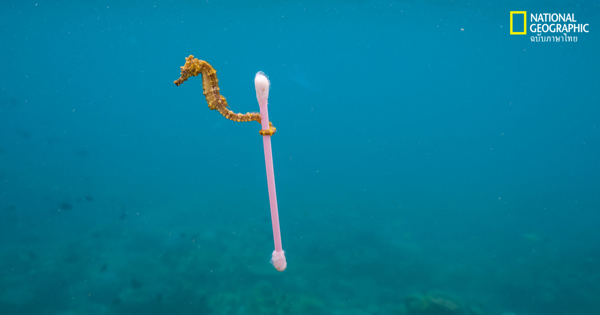 พลาสติกล้นโลก