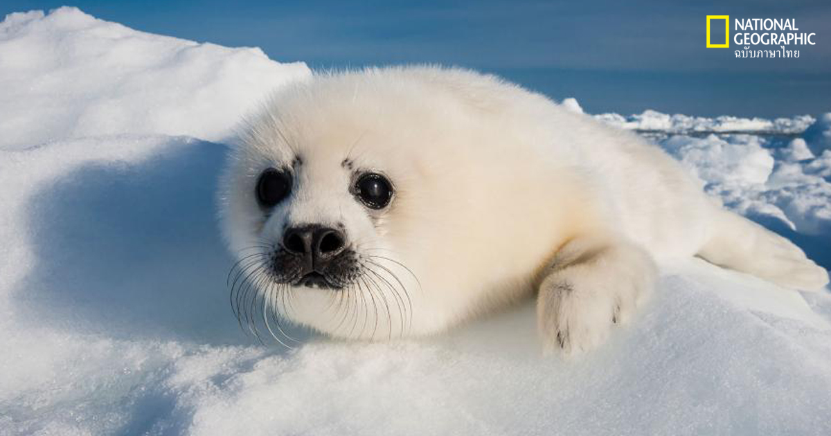 ลูกแมวน้ำ