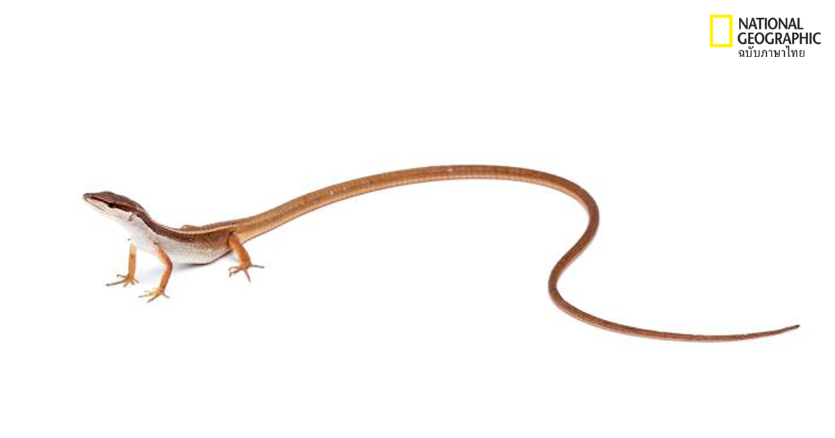 สัตว์เหล่านี้มีหางย๊าวยาว