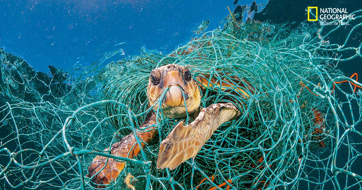 ผลกระทบจากพลาสติก