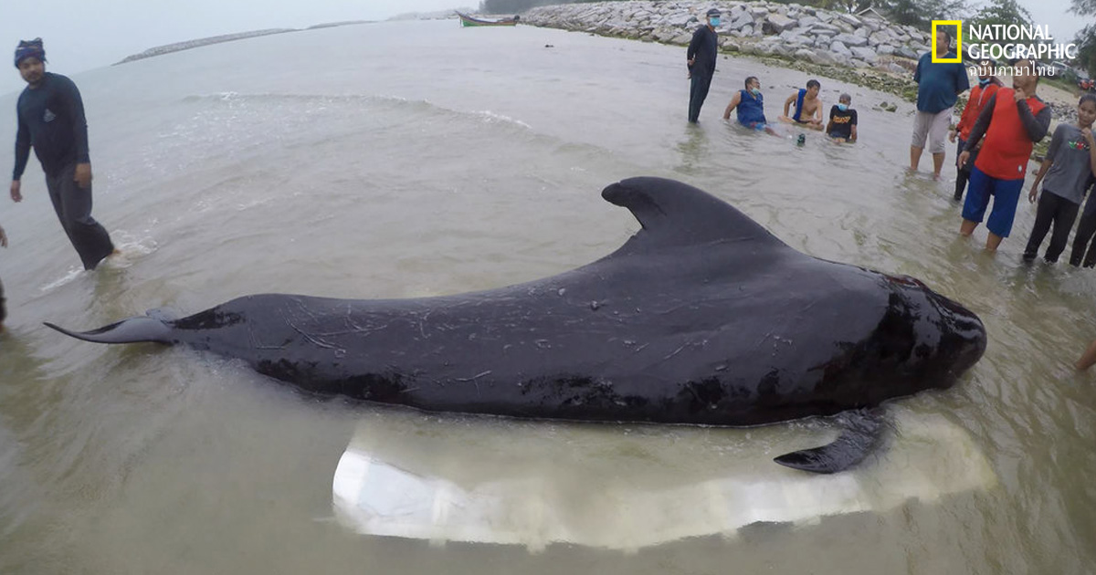 วาฬนำร่องครีบสั้น