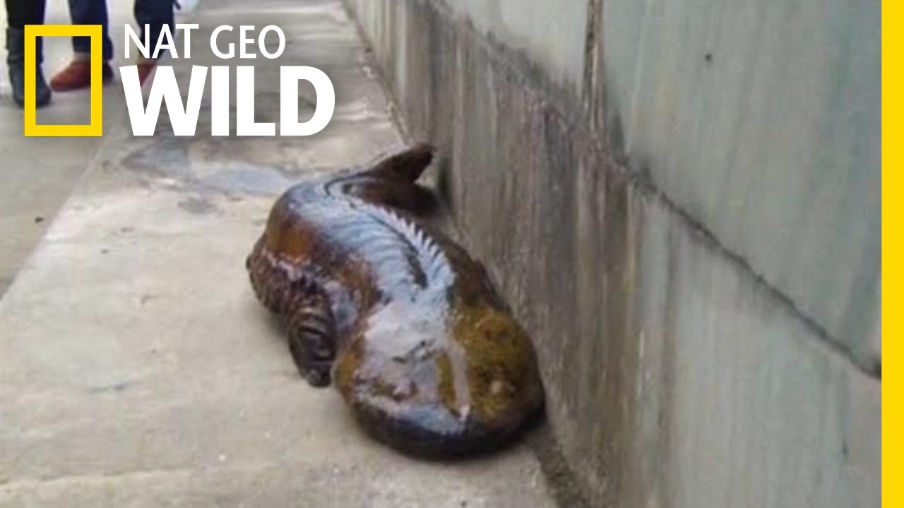 ซาลาแมนเดอร์