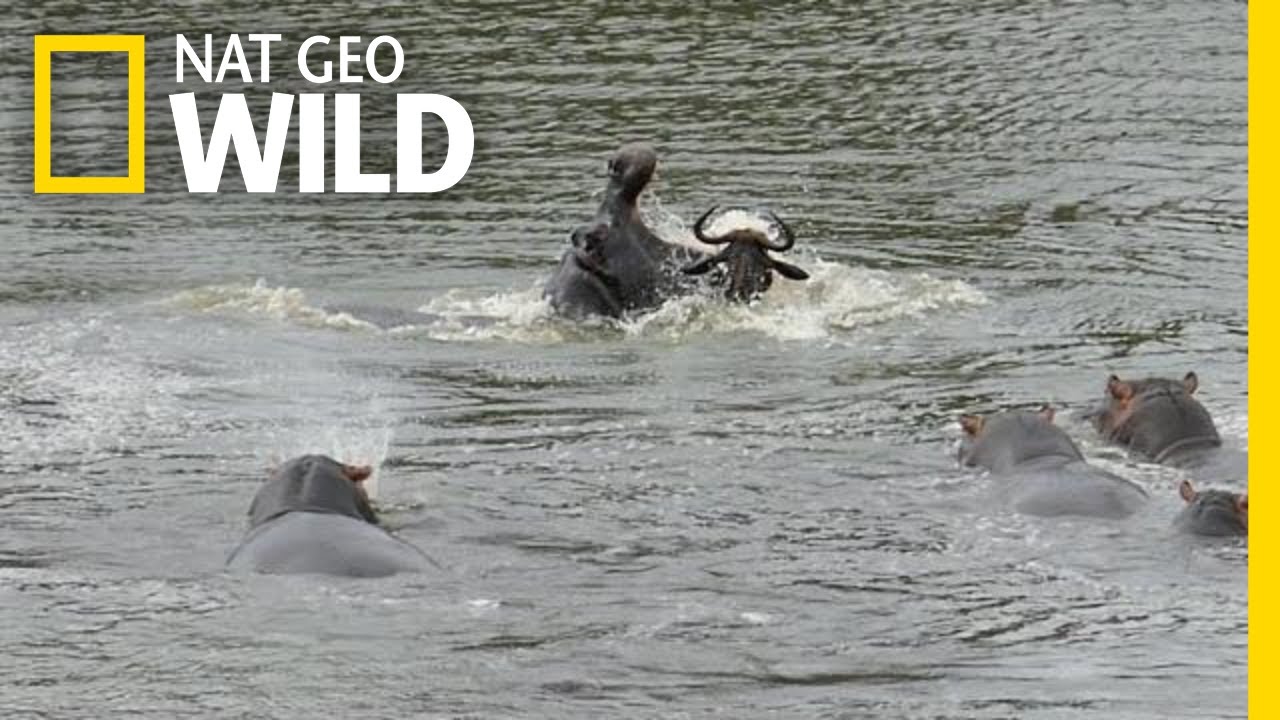 วิลเดอบีสต์โกงความตาย