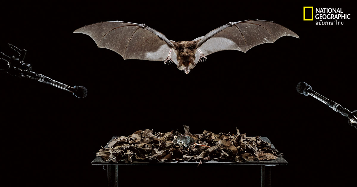 ค้างคาว