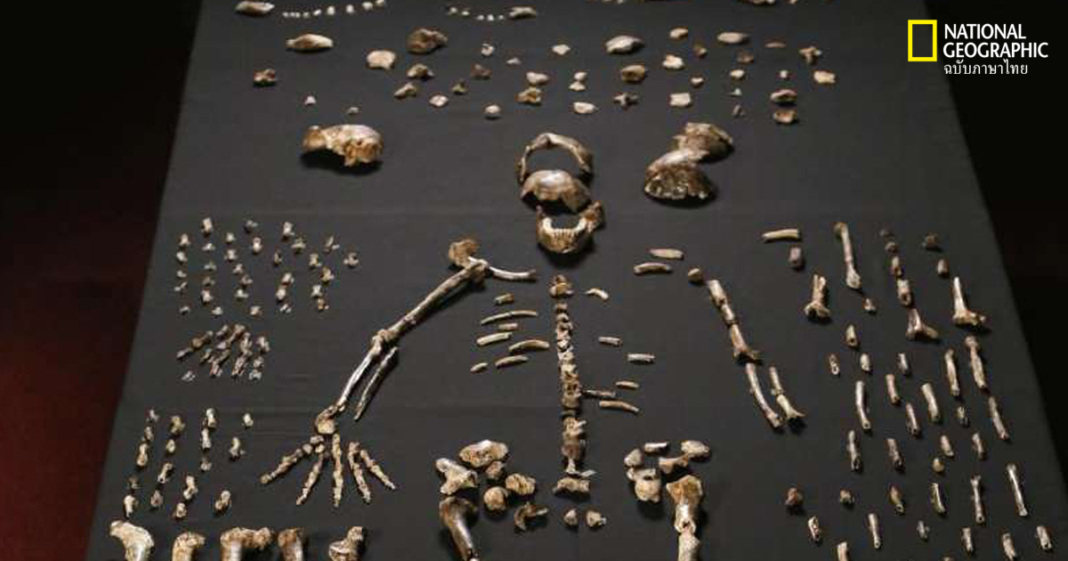 วิวัฒนาการกระดูกมนุษย์