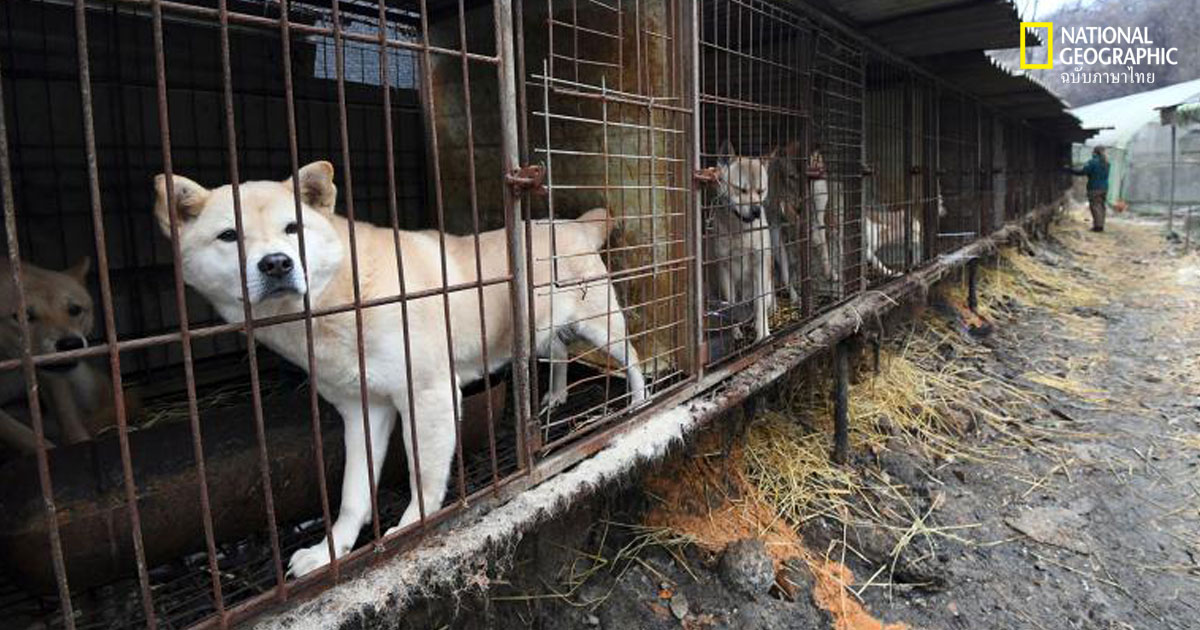 เกาหลีใต้ระบุฆ่าสุนัขเพื่อบริโภคเนื้อผิดกฎหมาย