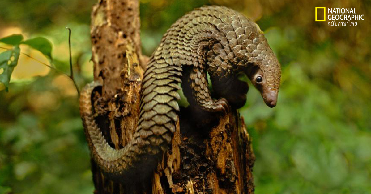 ตัวนิ่ม