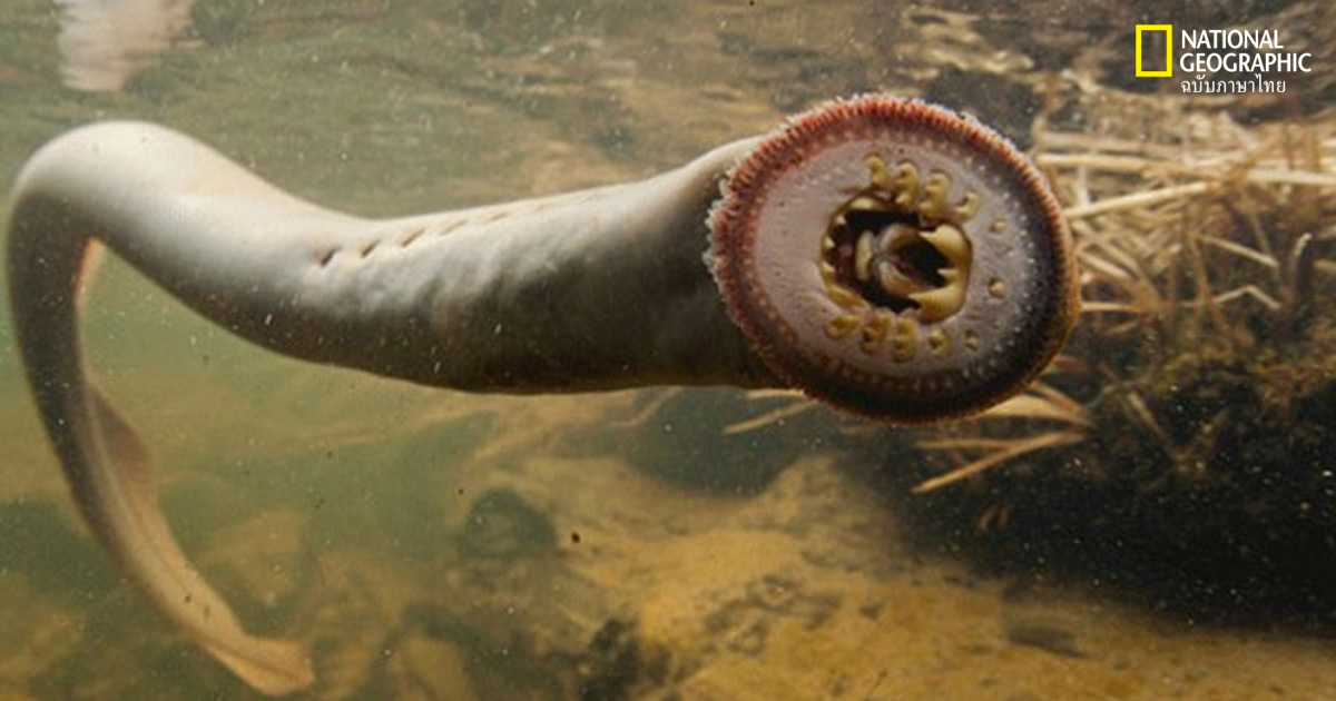 ปลาแลมป์เพรย์