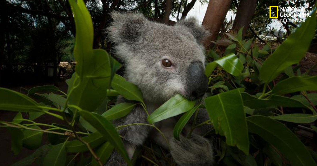 หมีโคอาลา