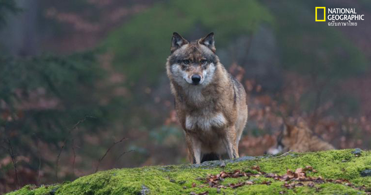 เชอร์โนบิล