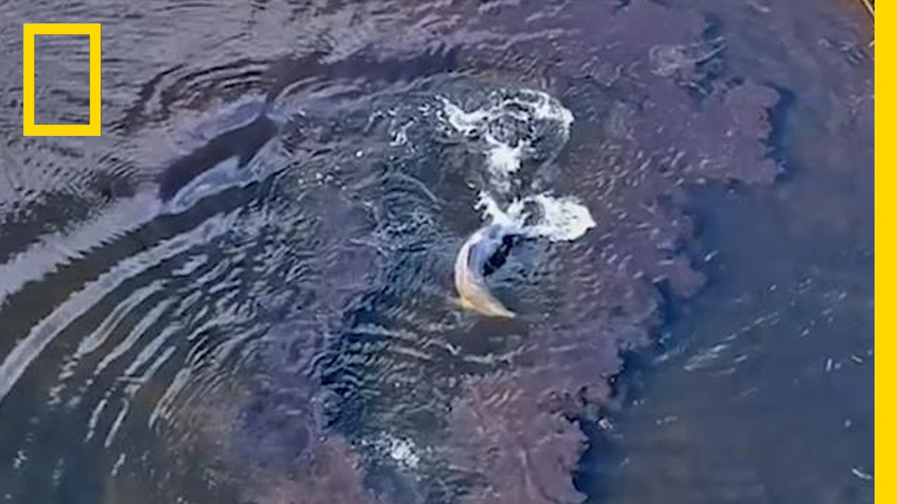 โลมาปากขวด