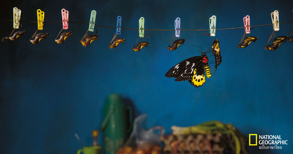 ผีเสื้อ