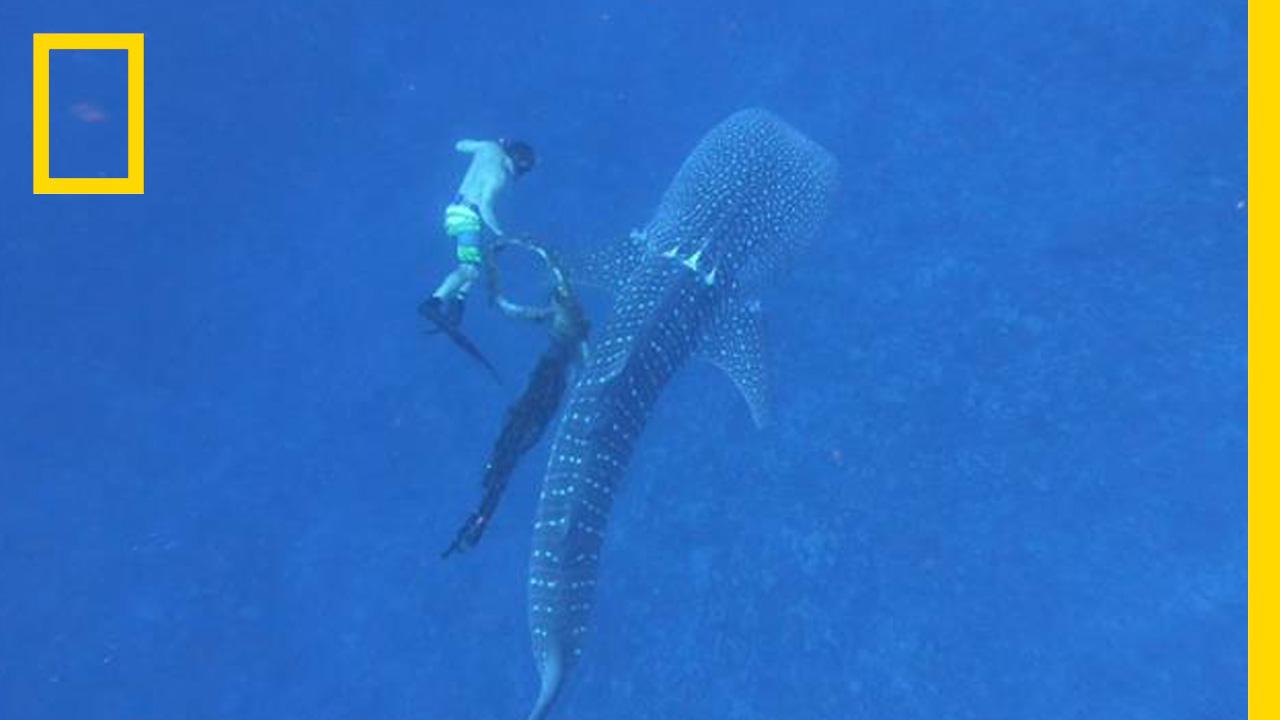 ฉลามวาฬ