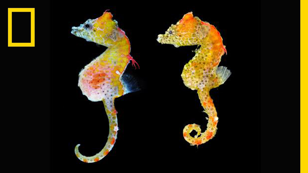 ม้าน้ำแคระ