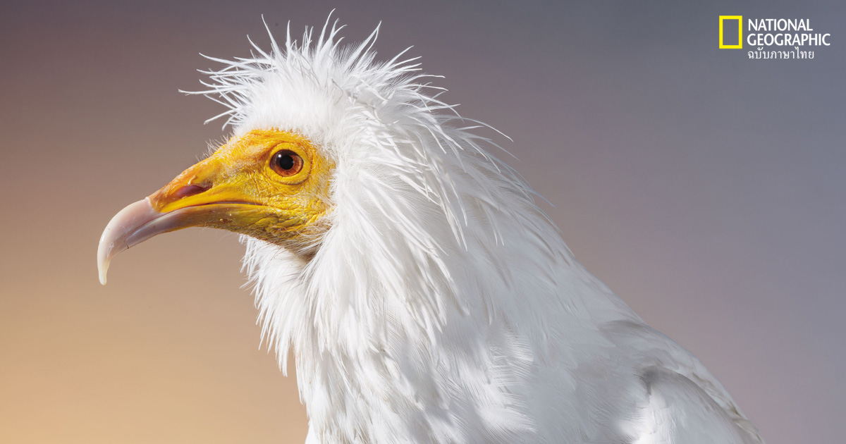 นกใกล้สูญพันธุ์