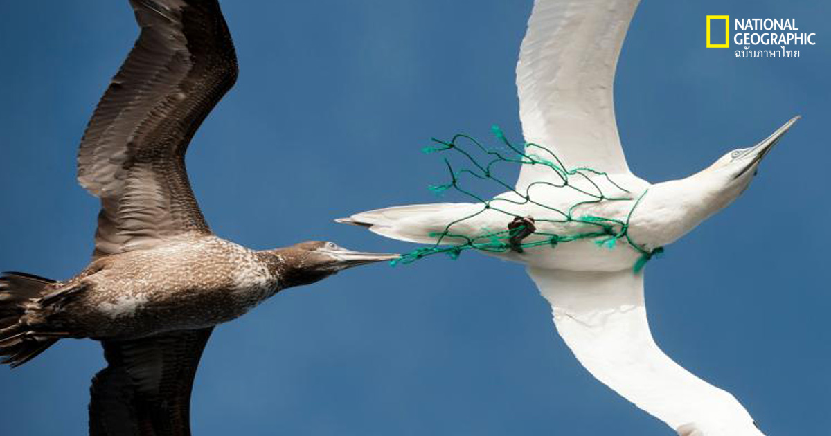 แสงแอลอีดี