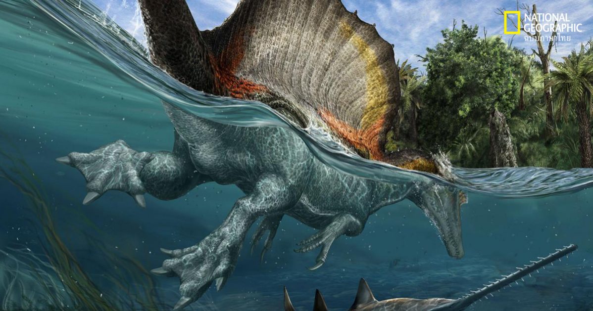 สไปโนซอรัสผู้น่าเกรงขามอาจเก้กังเมื่อต้องว่ายน้ำ