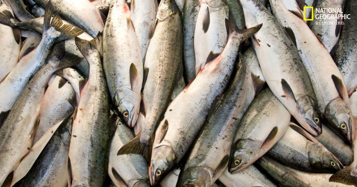 ประชากรโลก