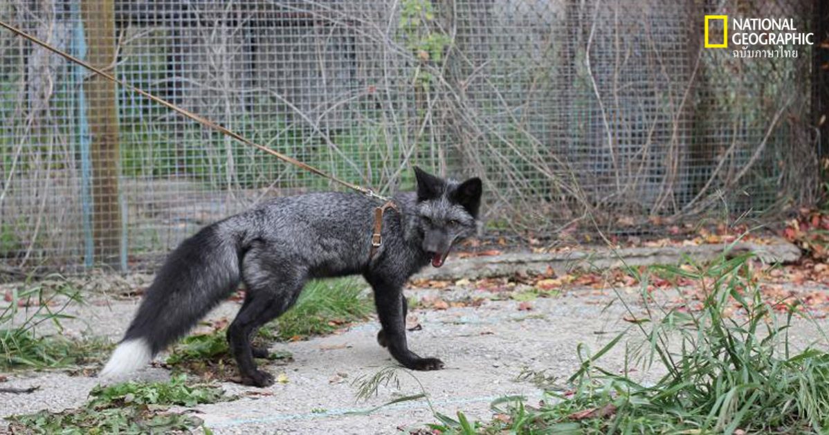 สุนัขจิ้งจอก