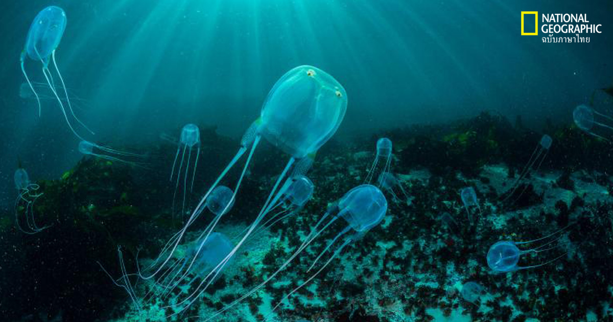 แมงกะพรุนทำสิ่งเหล่านี้ได้ แม้ไม่มีสมอง