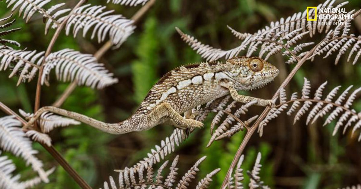 กิ้งก่าคาเมเลี่ยน