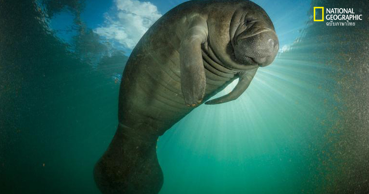 สัตว์เลี้ยงลูกด้วยนมในทะเล