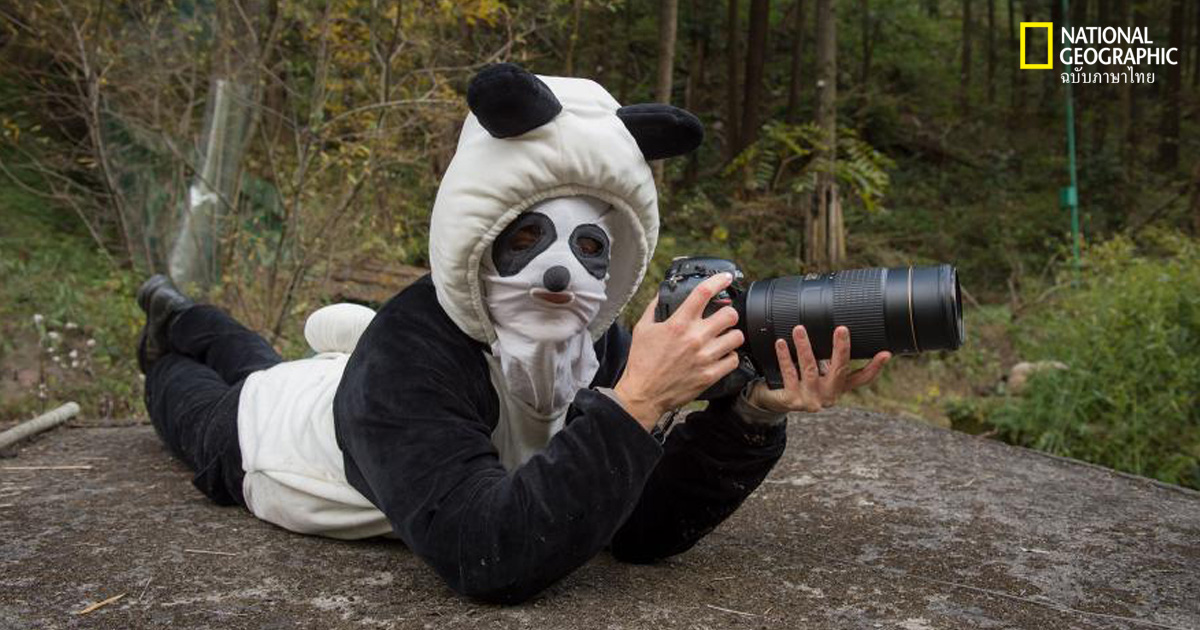 หมีแพนด้า