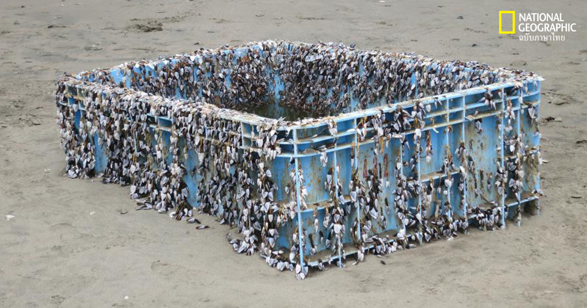 เอเลี่ยนสปีชีส์