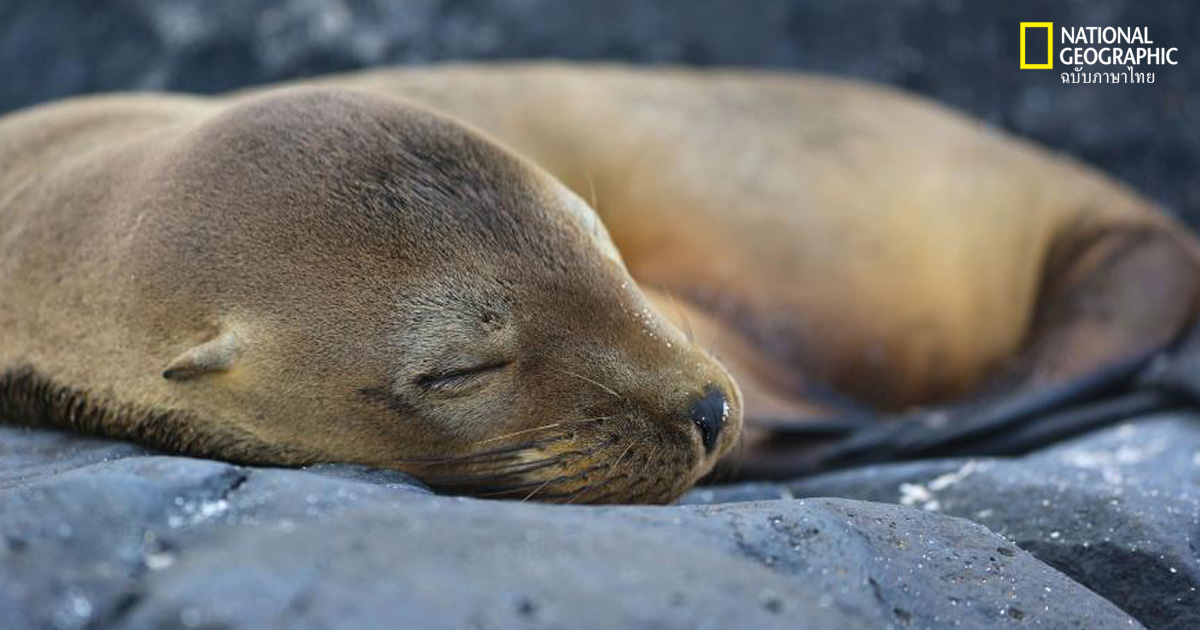ภาพสัตว์นอนหลับ