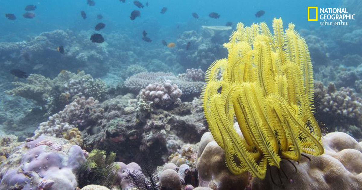 ดาวขนนก