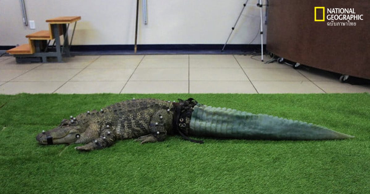 แอลลิเกเตอร์