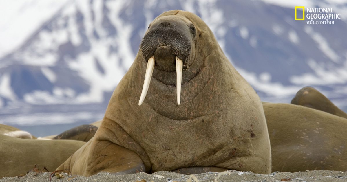 งาวอลรัส