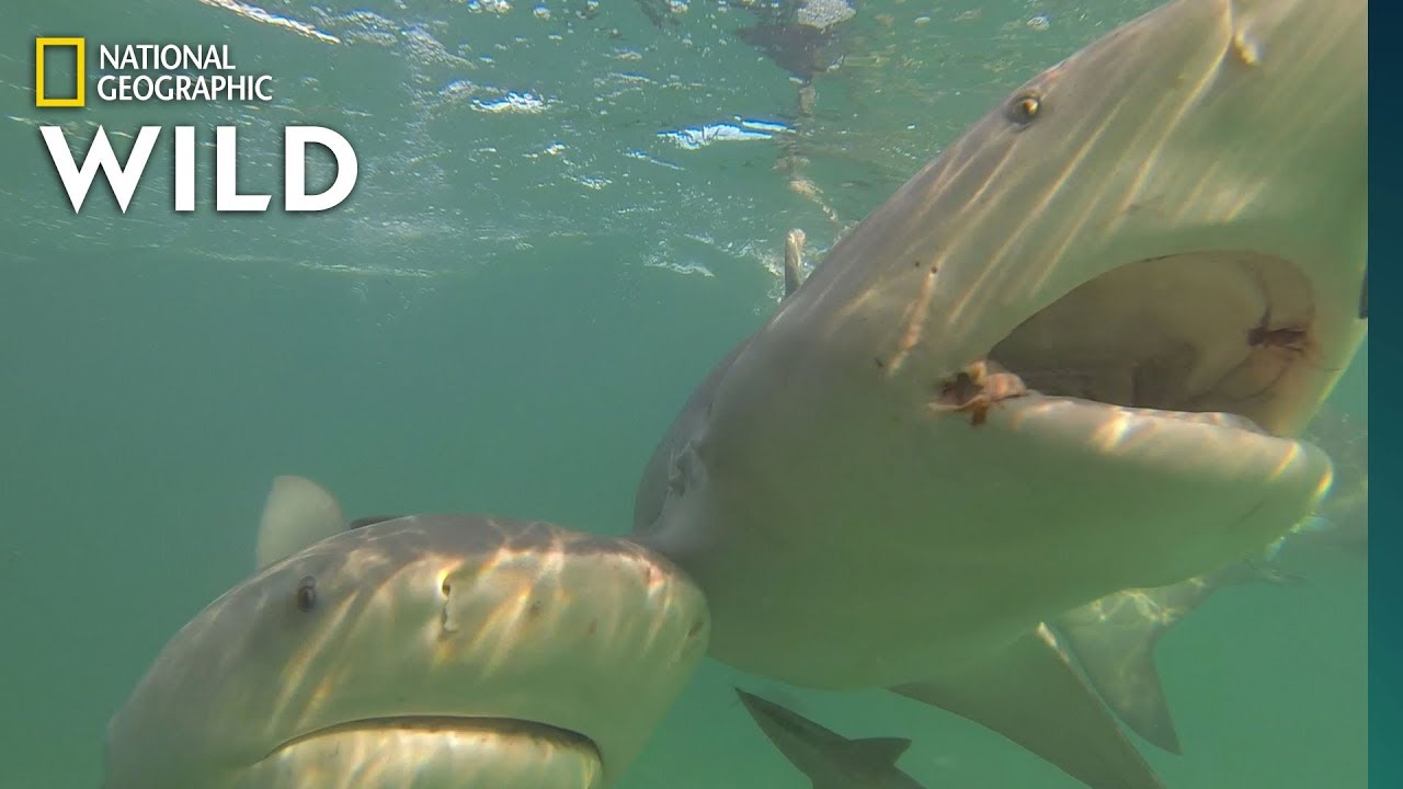 แม่เหล็กช่วยขับไล่ฉลาม