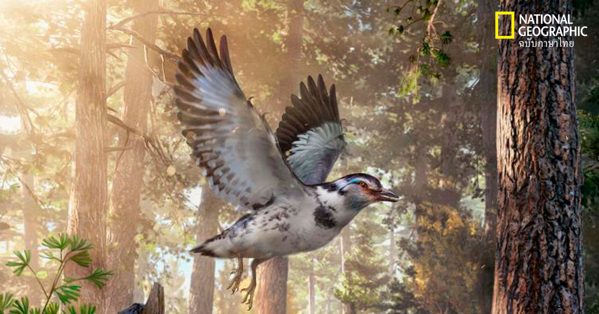 นกในยุคไดโนเสาร์ที่เป็นรอยต่อวิวัฒนาการการบิน