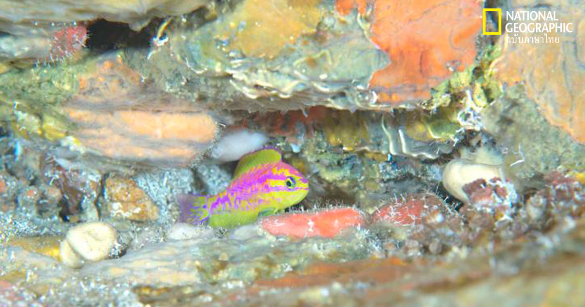 ปลาพันธุ์ใหม่