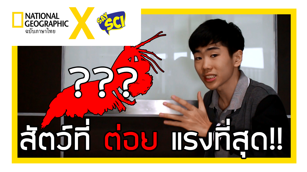 NGT x SaySci Ep.13 “กั้งตั๊กแตน…นักชกแห่งท้องทะเล”
