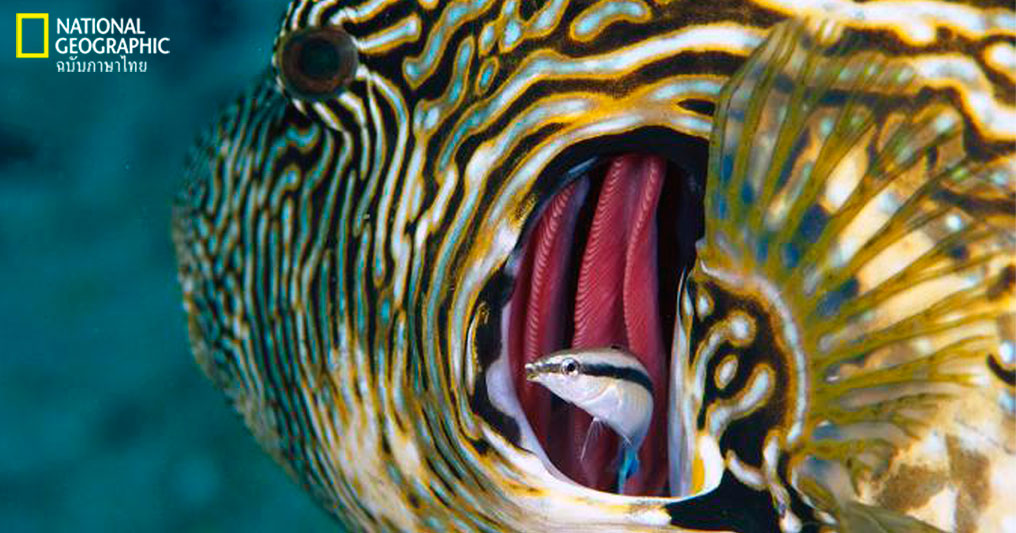 ปลาพยาบาล