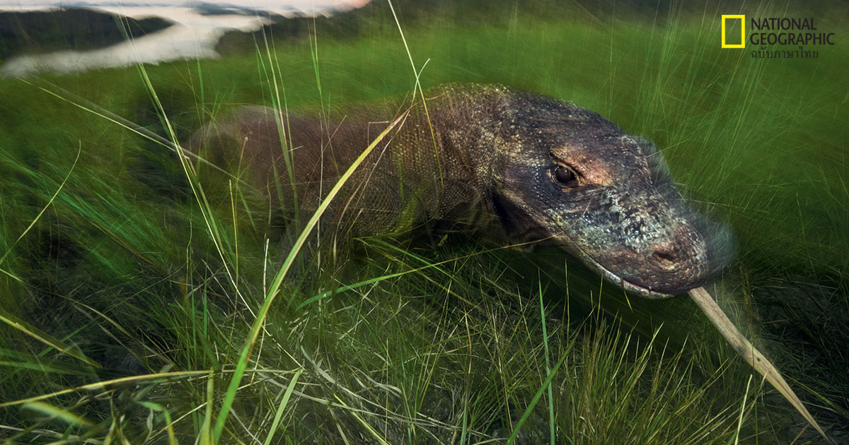 มังกรโคโมโด