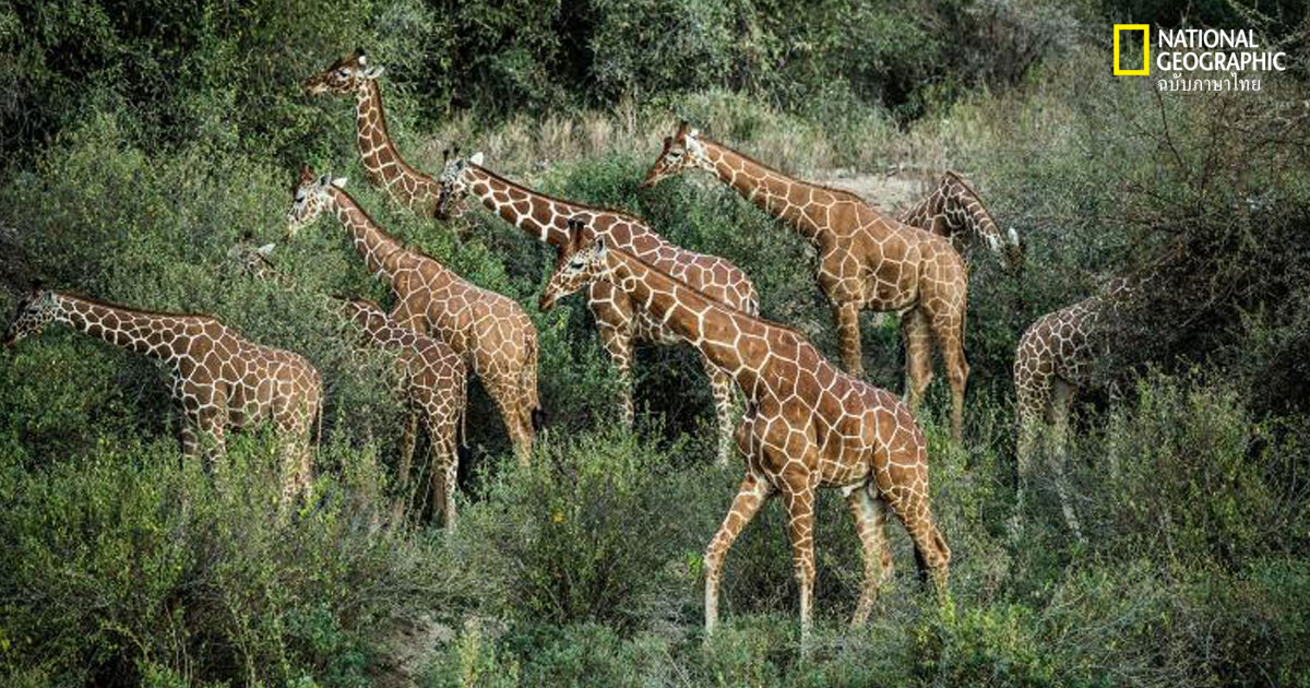 ลูกยีราฟ