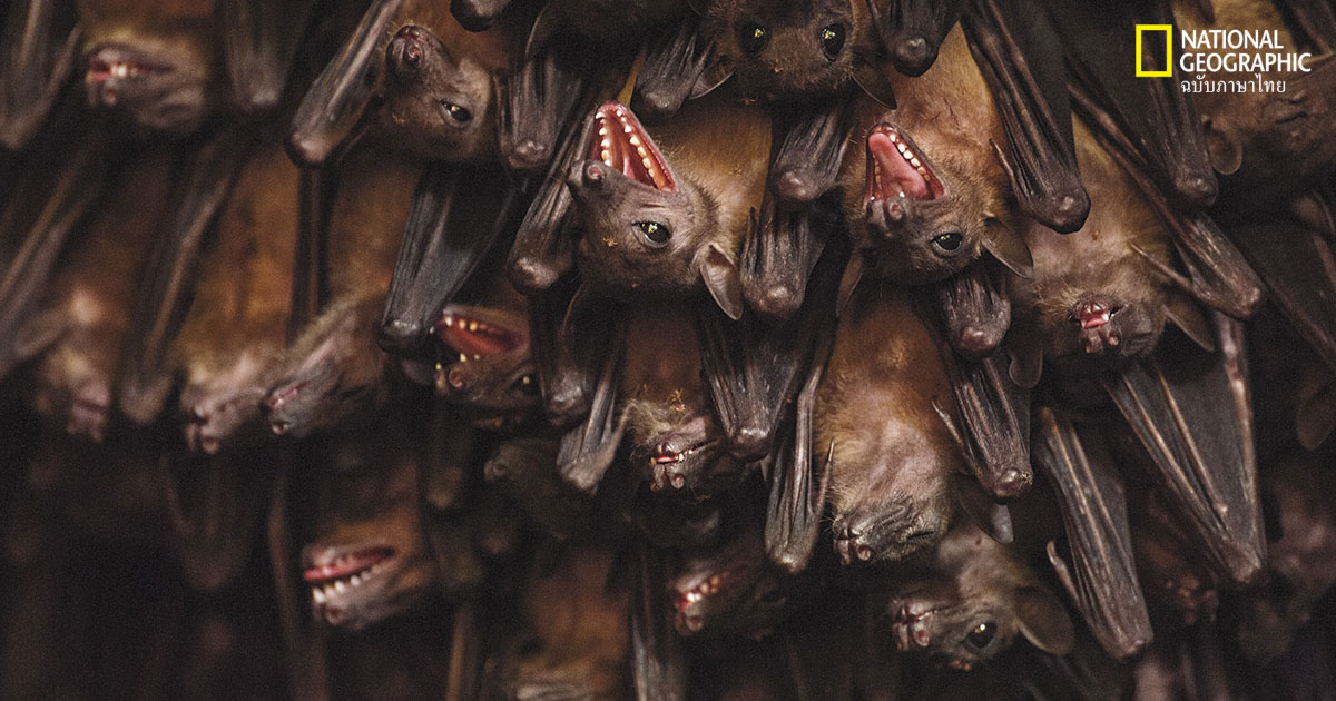 แค่แตะมูลค้างคาวอาจถึงตาย