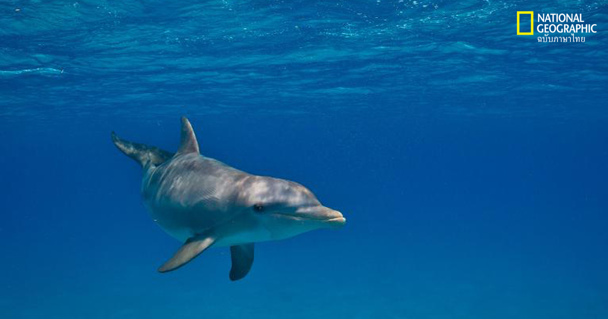 สารเคมีจากพลาสติก