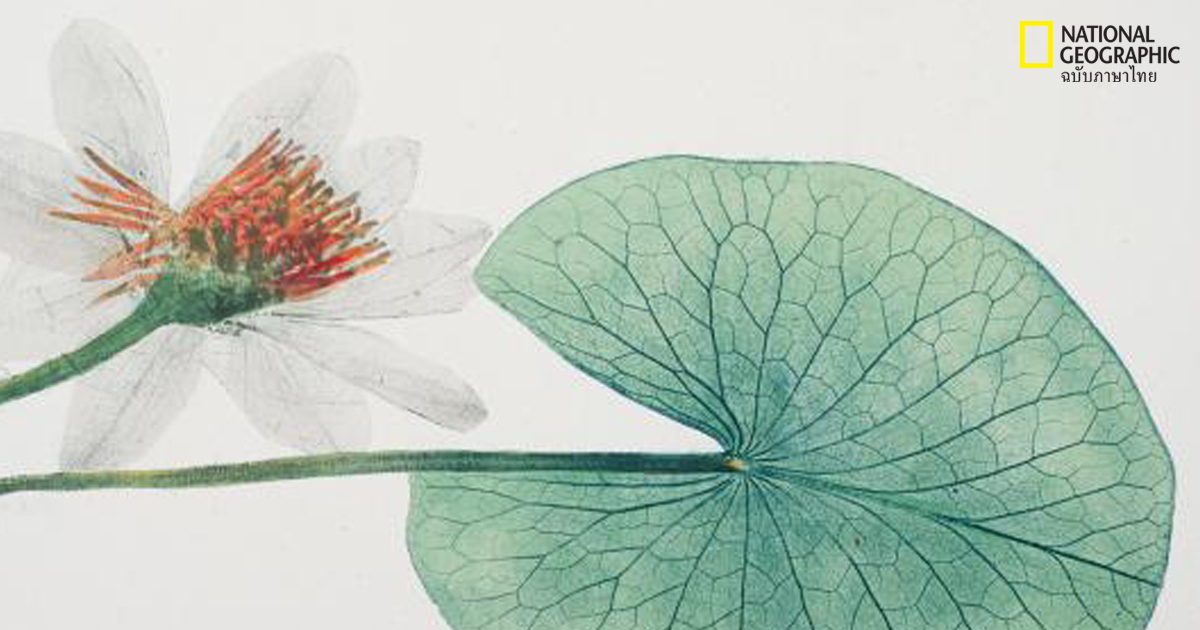 ศิลปะบนใบไม้