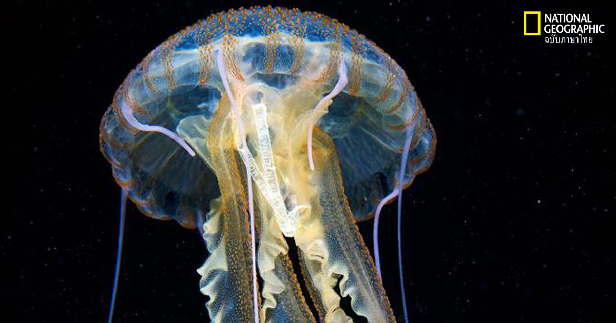 แมงกะพรุน