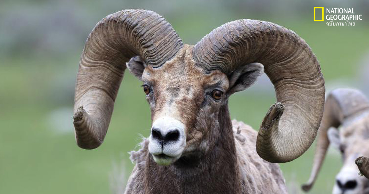 แกะเขาใหญ่เรียนรู้เส้นทางอพยพผ่านแม่