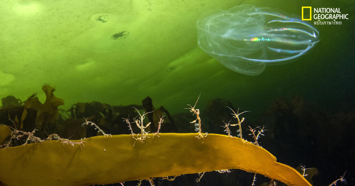 สัตว์มหัศจรรย์แห่งทะเลใต้ผืนน้ำแข็งอาร์กติก