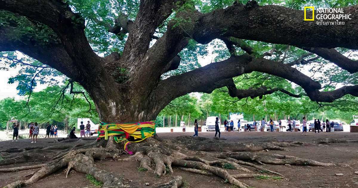 จามจุรียักษ์