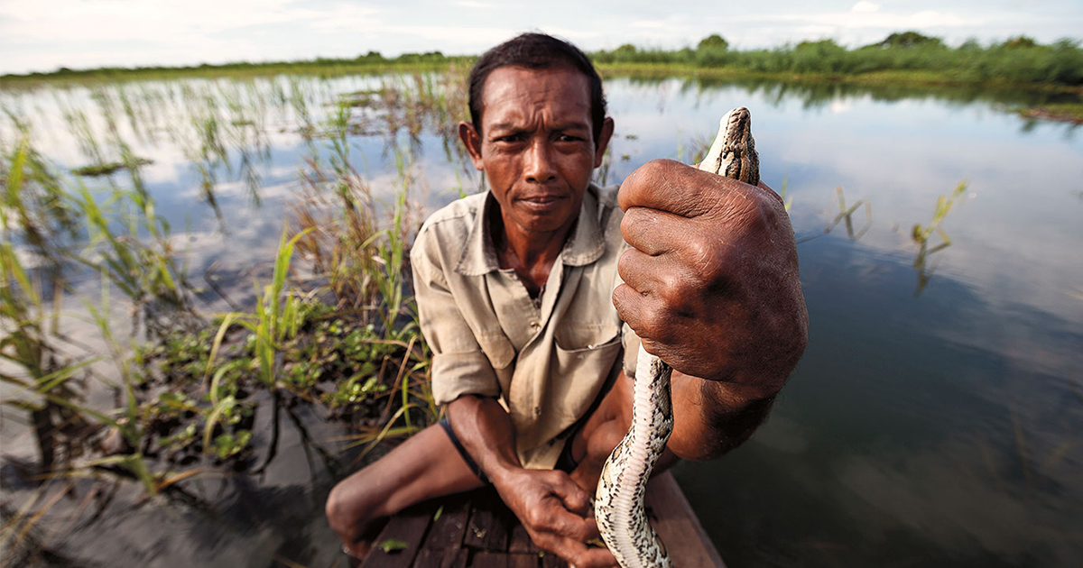 เหตุใด งูน้ำในโตนเลสาบ จึงมีจำนวนลดลง